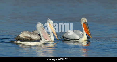 Dalmatinische Pelikan Pelicanus Crispus Erwachsenen Paaren mit unreifen See Kerkini-Griechenland-Januar Stockfoto