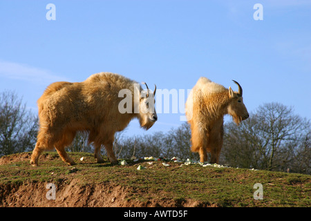 Bergziegen Stockfoto