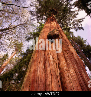 Suche nach einem großen und hohen Red Cedar Baumstamm in einem Wald entlang der pazifischen Westküste von British Columbia Kanada Stockfoto