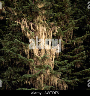 Hexe Haare flechten (Alectoria Sarmentosa) in Old Growth gemäßigten Regenwald entlang der Westküste BC, Britisch-Kolumbien, Kanada Stockfoto