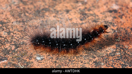 Garten Tiger Arctia Caja Motten Larven auf ebnet Potton Beddfordshire Stockfoto