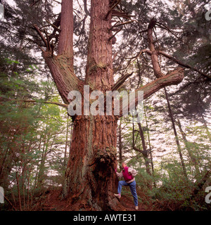 Wanderer auf riesigen Douglas-Tanne (Pseudotsuga Menziesii) wächst in gemäßigten Regenwald auf Texada Island in British Columbia Kanada Stockfoto