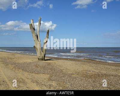 Baumstamm am Strand von Benacre in Suffolk, England, UK Stockfoto