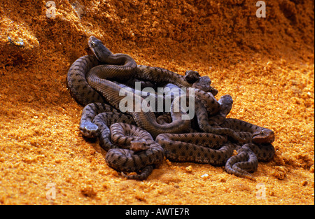 Vipere Aspi Aspisviper Asp Viper Vipera Aspis pikant Une Souris stechen eine Maus Tiere Asp Viper Aspik Viper Aspisvipern Europa Stockfoto