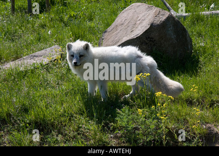 arctic fox Stockfoto