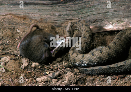 Vipere Aspi Aspisviper Asp Viper Vipera Aspis pikant Une Souris stechen eine Maus Tiere Asp Viper Aspik Viper Aspisvipern Europa Stockfoto