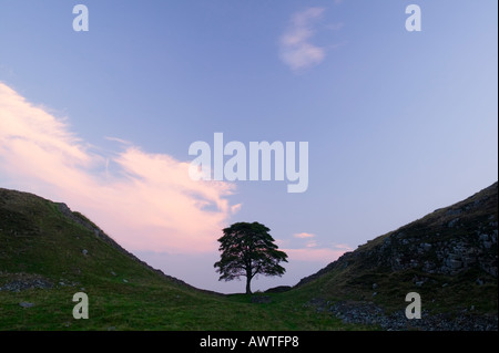 Sycamore Gap auf Hadrian Wand, in der Nähe einmal gebraut, Northumberland, England, UK Stockfoto