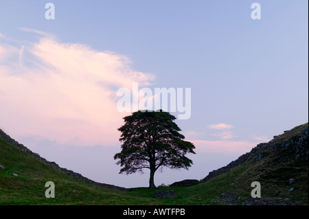 Sycamore Gap auf Hadrian Wand, in der Nähe einmal gebraut, Northumberland, England, UK Stockfoto