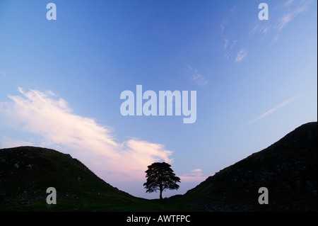 Sycamore Gap auf Hadrian Wand, in der Nähe einmal gebraut, Northumberland, England, UK Stockfoto