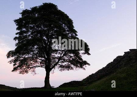 Sycamore Gap auf Hadrian Wand, in der Nähe einmal gebraut, Northumberland, England, UK Stockfoto