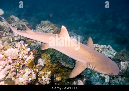 Weißspitzen-Riffhaie und bunte Korallen des Great Barrier Reef Australien Stockfoto