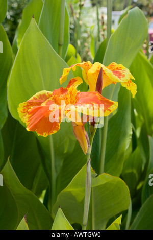 CANNA-Pflanzen in voller Blüte mit leuchtend gelben und orangefarbenen Blüten in Panama City Beach Florida USA Stockfoto