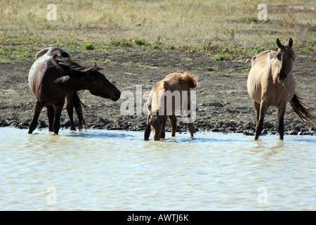 Wilde Pferde an einem Wasserloch zu einem Drink ein Pferd ist nicht glücklich, das Wasser mit anderen Mitgliedern der Herde zu teilen Stockfoto