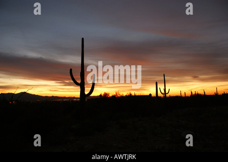 Eine untergehende Sonne gegen den Kaktus gefüllt-Wüste in Tucson, AZ Stockfoto