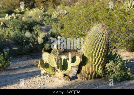 Ein Barrel Cactus in der Nähe von einem Feigenkaktus in Sabino Canyon, Arizona. Stockfoto