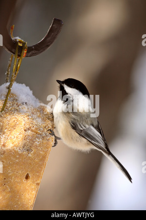 Schwarzen angeschnittene Ärmel Chickadee gehockt feeder Stockfoto