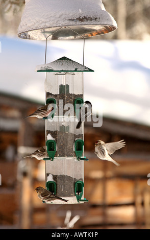 Birkenzeisige mit einer Meise auf einem Winter-feeder Stockfoto