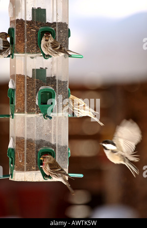 Birkenzeisige mit einer Meise auf einem Winter-feeder Stockfoto