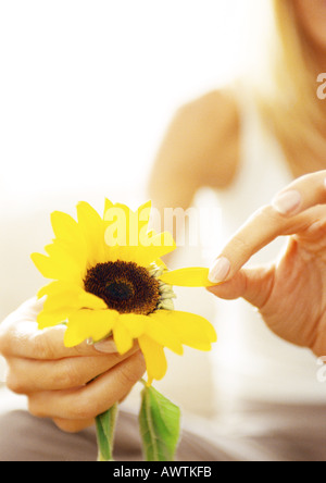 Frau zupfende Blütenblätter von Blumen, hautnah. Stockfoto