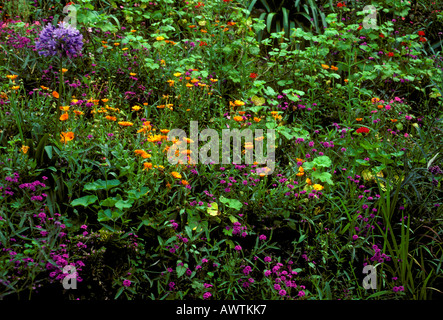 Blume, Blumen, Wildblumen, Wildblumen, Albert Town, Cockpit Country, Blue Mountains, Jamaika Stockfoto