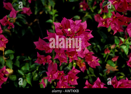 Blume, Blumen, wildflower, Wildblumen, Albert Town, Cockpit Land, Trelawny Parish, Blue Mountains, Jamaika, Karibik Stockfoto