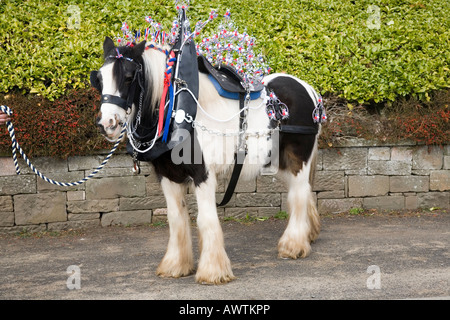 Clydesdale Shire Zugpferd mit weißen Blazen, dekorierten Harness, Zügel, Halsbänder und Scheuklappen, gehalten von Scottish Handler, Schottland, Großbritannien Stockfoto