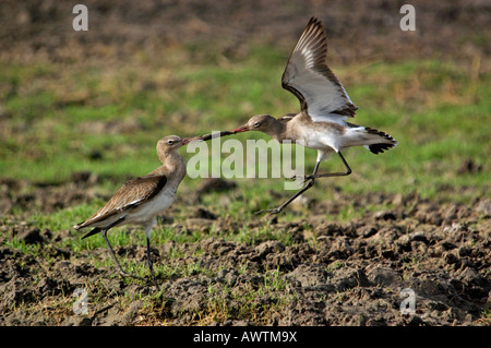 Blacktailed Godwits kämpfen Stockfoto