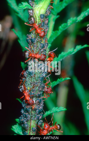 Red Ants Stacheldraht, Formica Rufibarbis. Melken Blattläuse Kolonie auf Stamm Stockfoto