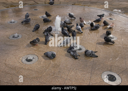 Tauben, Baden im Wasser-Funktion, Russell Square, London UK Stockfoto