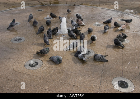 Tauben, Baden im Wasser-Funktion, Russell Square, London UK Stockfoto