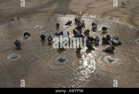 Tauben, Baden im Wasser-Funktion, Russell Square, London UK Stockfoto