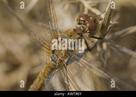 Weibliche gemeinsame Darter Libelle (Sympetrum Striolatum) in der Sonne aufwärmen, während auf Toten Ginster hocken. Stockfoto