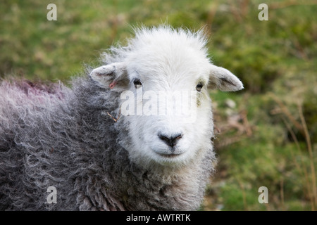 Ovis Aries. Herdwick Schafe Stockfoto