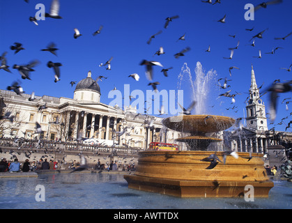 Trafalgar Square Brunnen National Gallery und St. Martin in the Fields mit Himmel voller Tauben London England UK Stockfoto