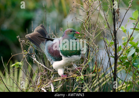 New Zealand Holz pidgeon Stockfoto