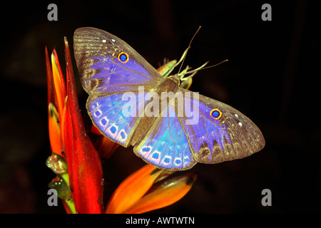 Blauer Schmetterling in den Regenwald Unterwuchs Stockfoto