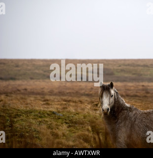 Wildes Pony - eine walisische Wildes Pony auf dem desolaten und windgepeitschten Llangynidr Moor in Wales, Großbritannien. Stockfoto