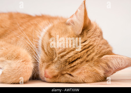 Erwachsene Frau Ginger Katze (Felis catus) schnell eingeschlafen Stockfoto