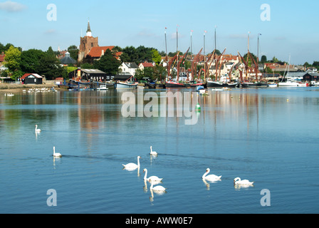 Bewölbte Gruppe von Schwänen im Wasser mit Wasserkähnen an den Anlegestellen am River Blackwater & Maldon Stadt Stadtlandschaft sonnigen blauen Himmel Essex England Großbritannien Stockfoto
