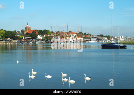 Bevy Gruppe von Schwanen im Wasser mit Themse Segelschiffe an Liegeplätzen auf dem Fluss Blackwater & Maldon Stadt Stadtlandschaft Essex England UK Stockfoto