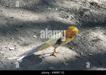 Schöne traumhafte Fasan, im bunten Kleid. Chrysolophus pictus Stockfoto