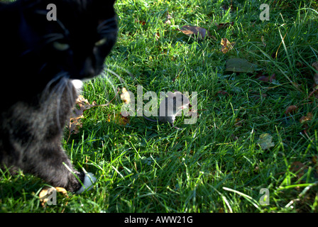 Katze und Maus in der Wiese Stockfoto