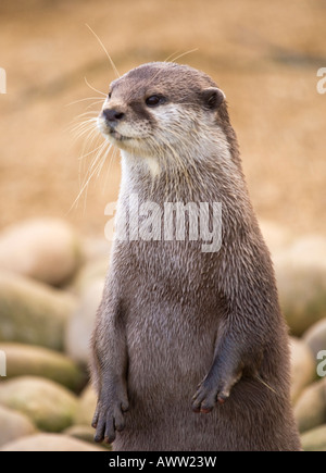 Otter beobachten, Bedfordshire, England, UK Stockfoto