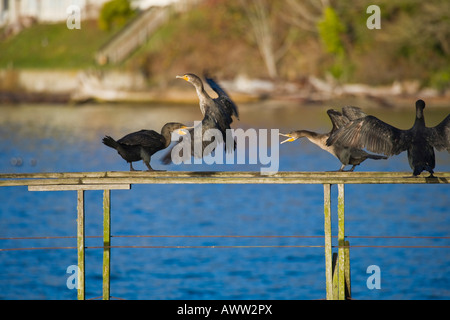 Kormorane Schlafplatz auf einem verlassenen Dock auf Vashon island, washington Stockfoto