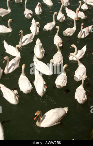 UK West Sussex Littlehampton Schwäne am Fluss Arun Stockfoto