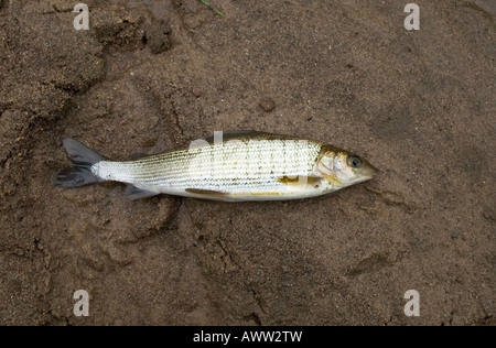 Äsche Thymallus thymallus Stockfoto