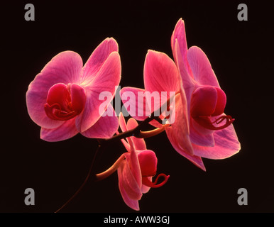 Phalaenopsis-Orchideen auf schwarzem Hintergrund Stockfoto