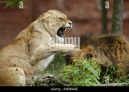 Löwin angreifenden Löwen Stockfoto