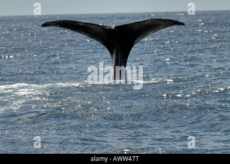 Pottwale Rute Kaikoura Neuseeland. Physeter macrocephalus Stockfoto