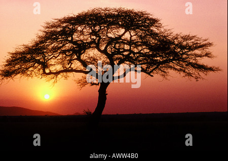 Akazie Silhouette gegen die untergehende Sonne in den Serengeti Nationalpark Tansania Ostafrika Stockfoto